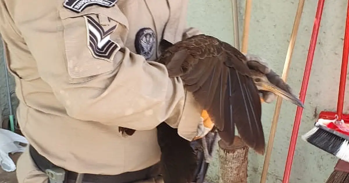 Ave Carão é capturada em quintal da rua Cabral