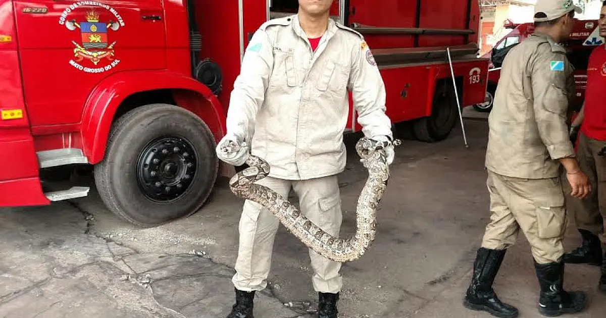 Jiboia de 1,5m é capturada em casa de Ladário