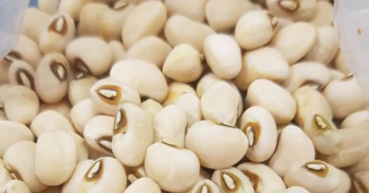 Experimentos atestam potencial de feijão biofortificado em Corumbá