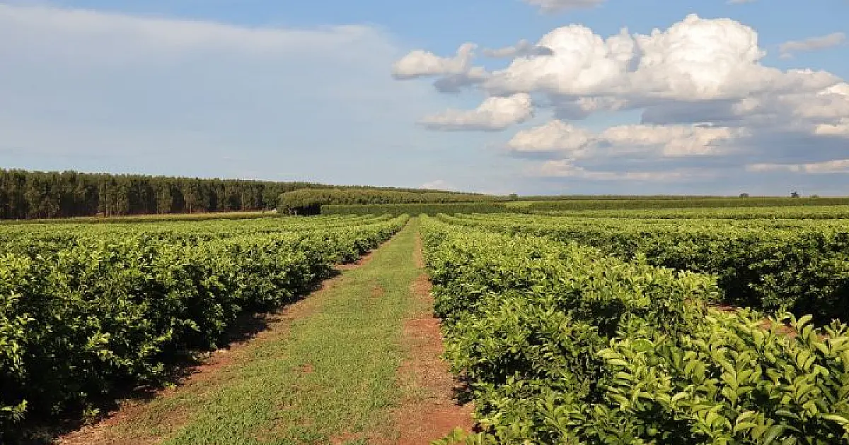 Citricultura injeta R$ 2,4 bilhões e diversifica base produtiva em MS