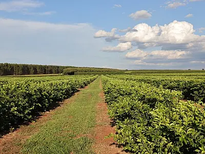 Citricultura injeta R$ 2,4 bilhões e diversifica base produtiva em MS