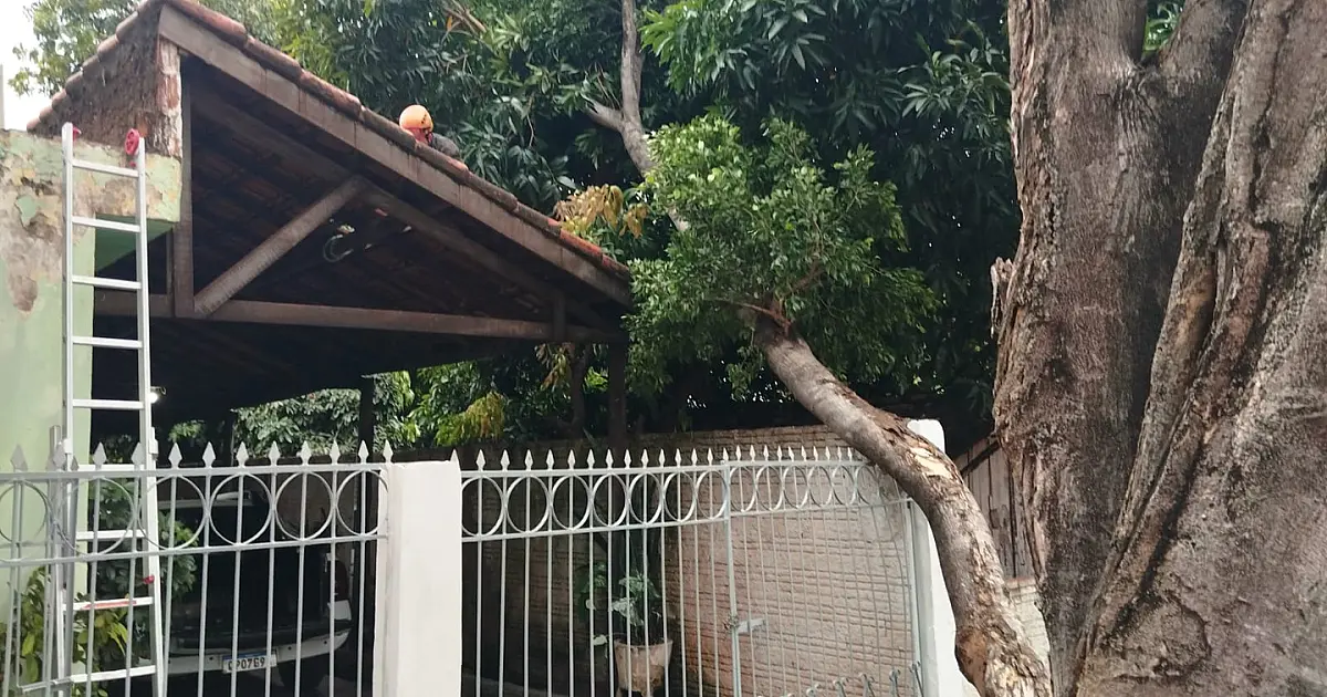 Vento forte da madrugada derruba árvore no Maria Leite