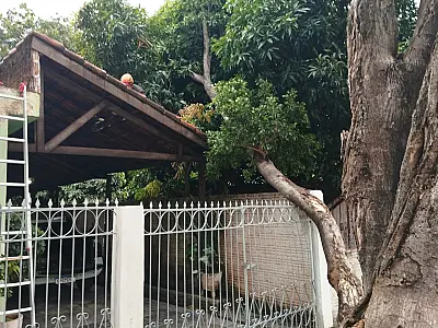 Vento forte da madrugada derruba árvore no Maria Leite