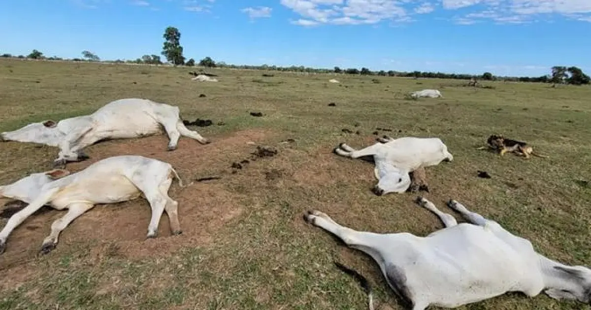 Chegada de frente fria alerta para o risco de morte de animais por hipotermia
