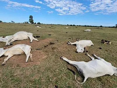 Chegada de frente fria alerta para o risco de morte de animais por hipotermia