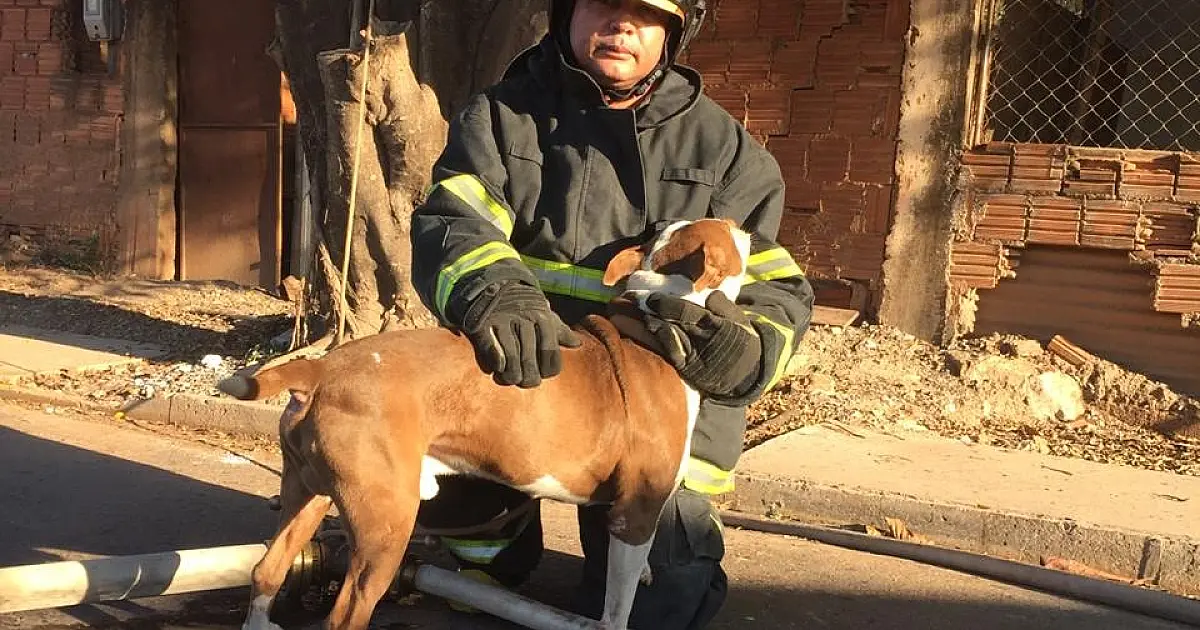 Cão sobrevive à incêndio em casa no bairro Cristo Redentor