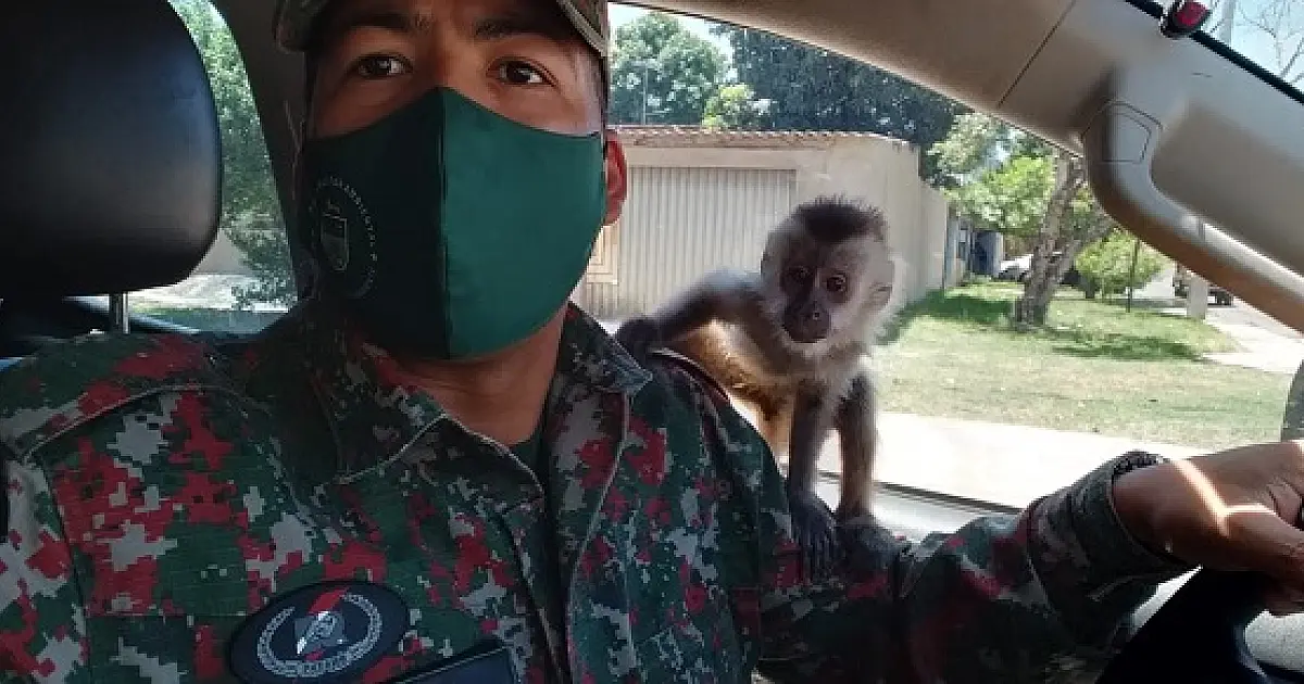 Confusão na apreensão de macaco prego no bairro Aeroporto