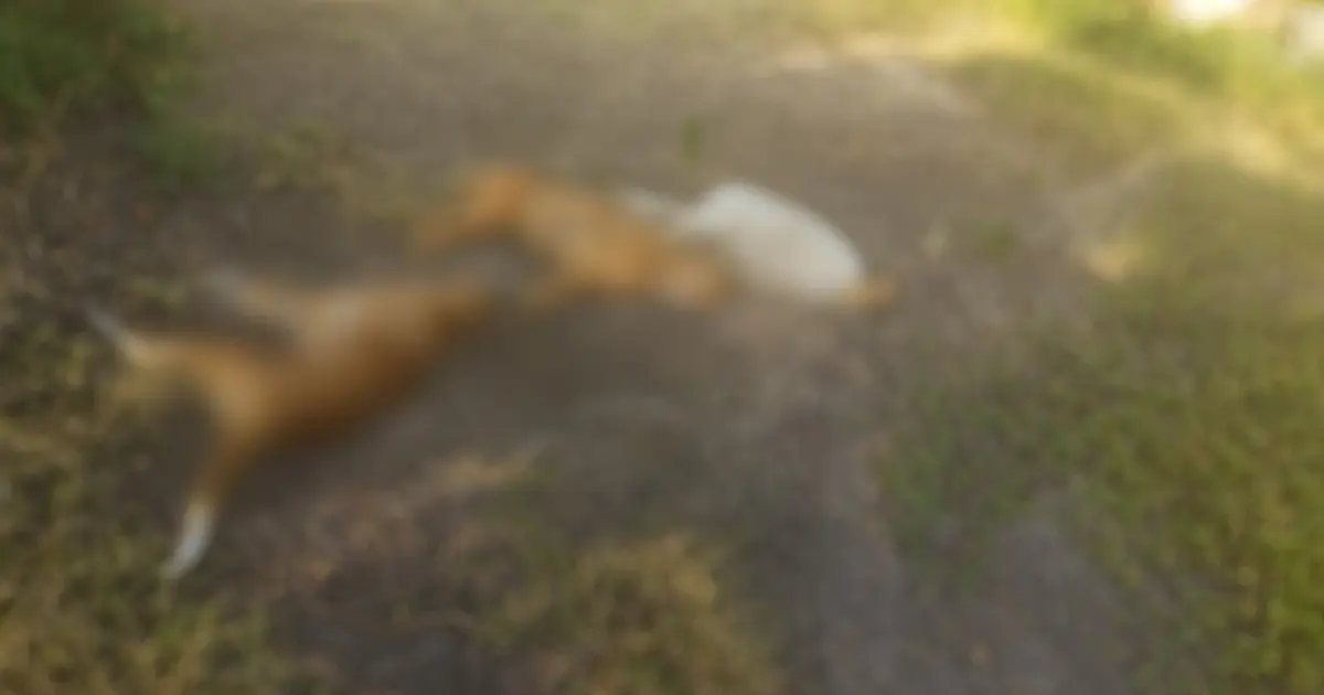 Homem é preso após três cães morrerem eletrocutados em armadilha ilegal