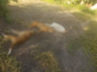 Homem é preso após três cães morrerem eletrocutados em armadilha ilegal