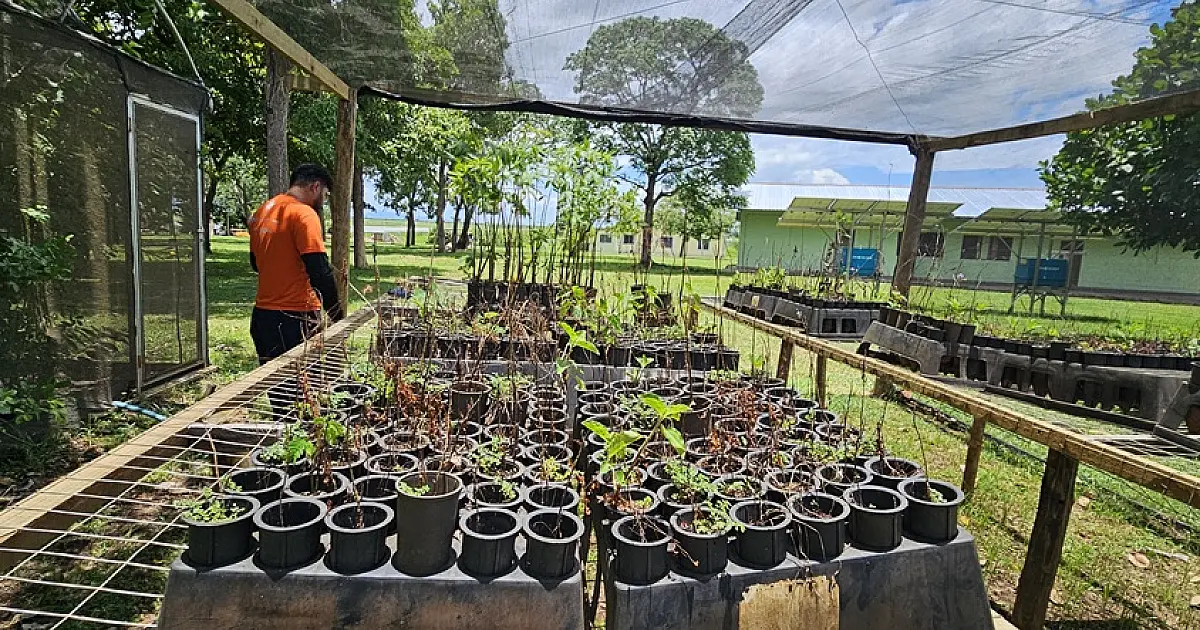 Pantanal ganha reforço em projeto que une restauração e educação ambiental