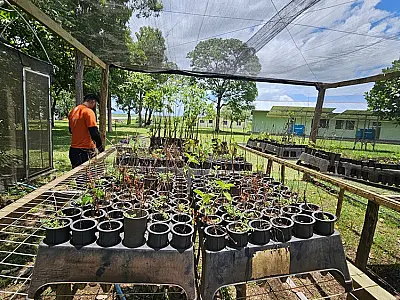 Pantanal ganha reforço em projeto que une restauração e educação ambiental