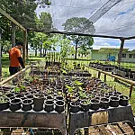 Pantanal ganha reforço em projeto que une restauração e educação ambiental