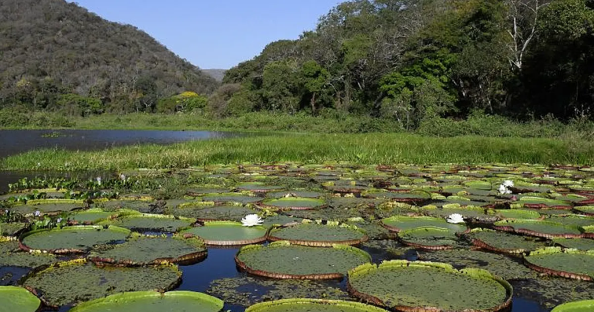 Governo de MS destina R$ 30 milhões a propriedades com vegetação nativa excedente no Pantanal