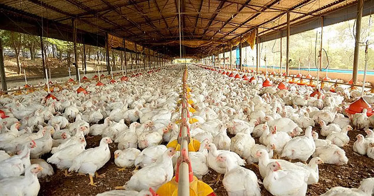 Custos de produção de frangos aumentam quase 20% entre janeiro e maio