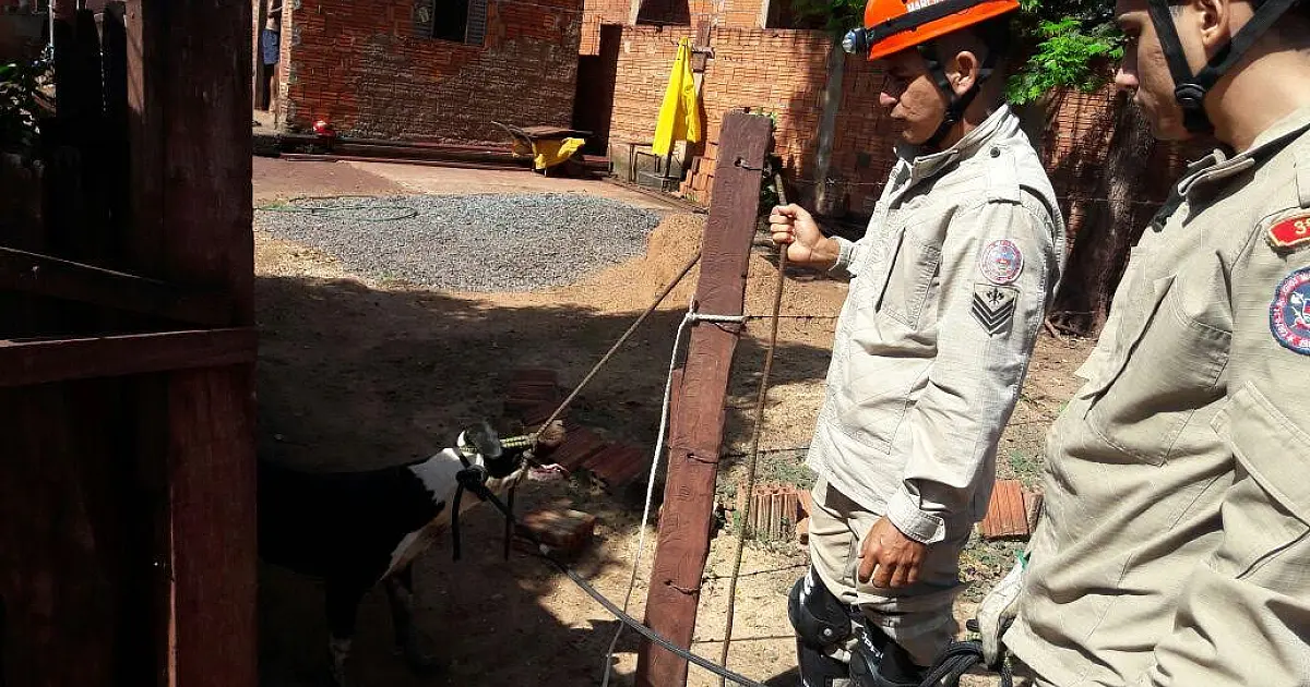 Família do Alta Floresta é atacada por Pit Bull