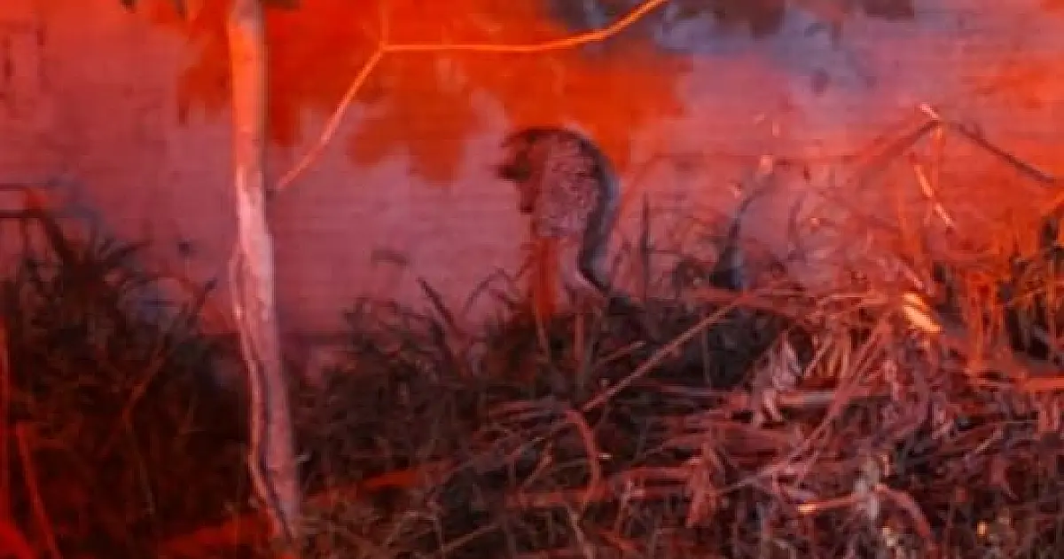 Moradora chama Bombeiros para resgatar porco espinho em Ladário