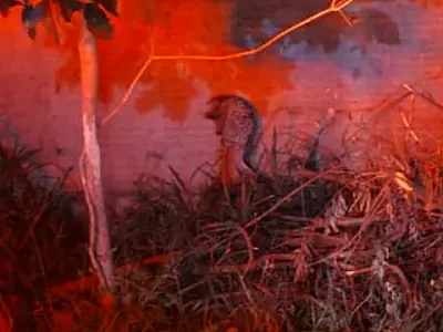 Moradora chama Bombeiros para resgatar porco espinho em Ladário