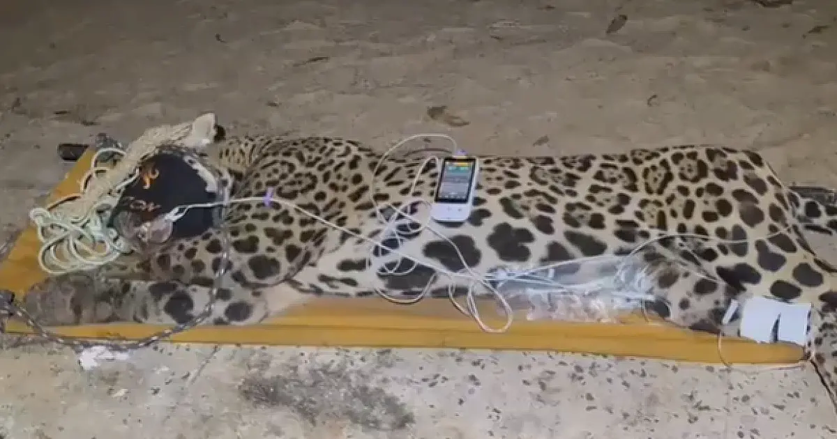 Onça que matou  caseiro no Pantanal é capturada