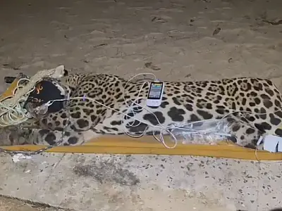 Onça que matou  caseiro no Pantanal é capturada