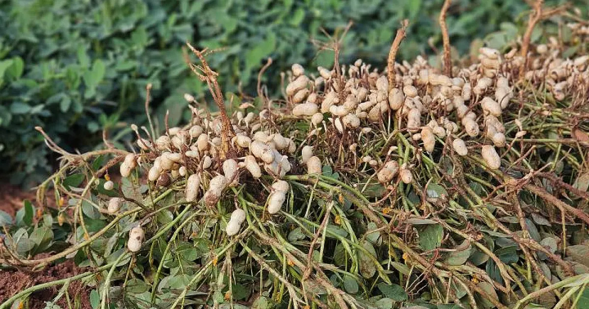 Cultivo do amendoim crescer e consolida MS como 2&ordm; maior produtor no país