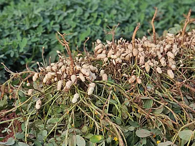 Cultivo do amendoim crescer e consolida MS como 2&ordm; maior produtor no país