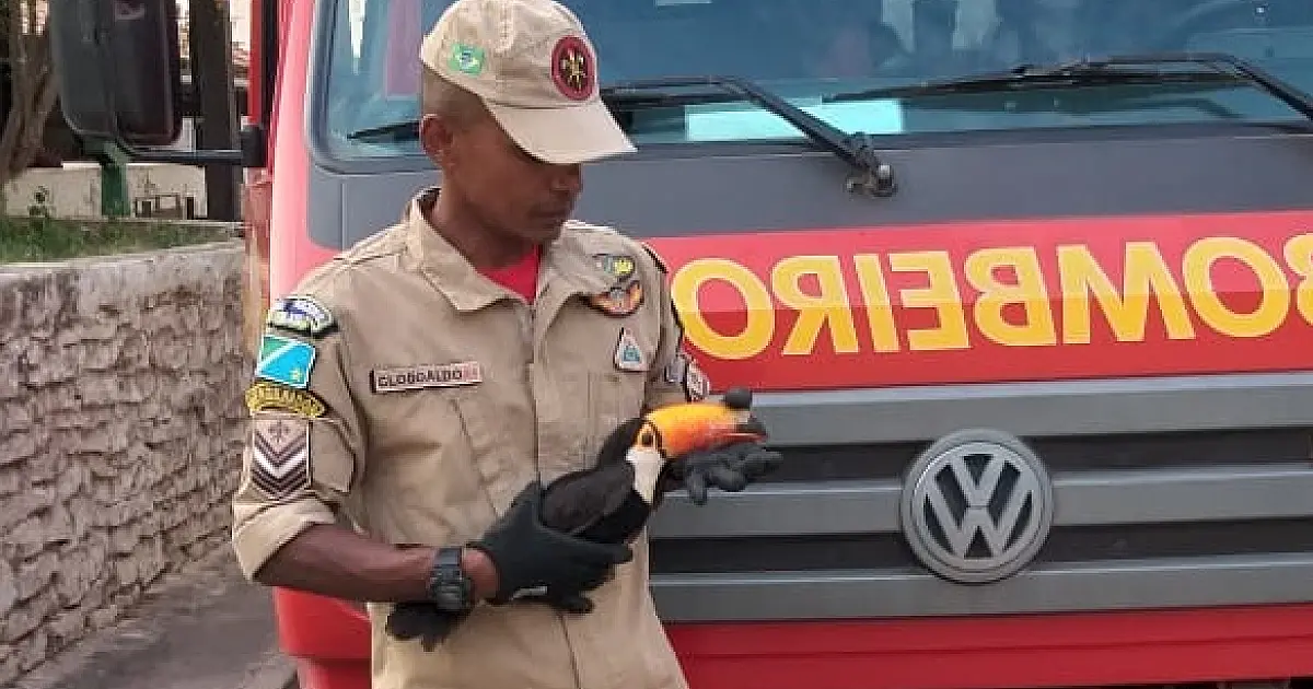 Bombeiros capturam tucano ferido por pedrada