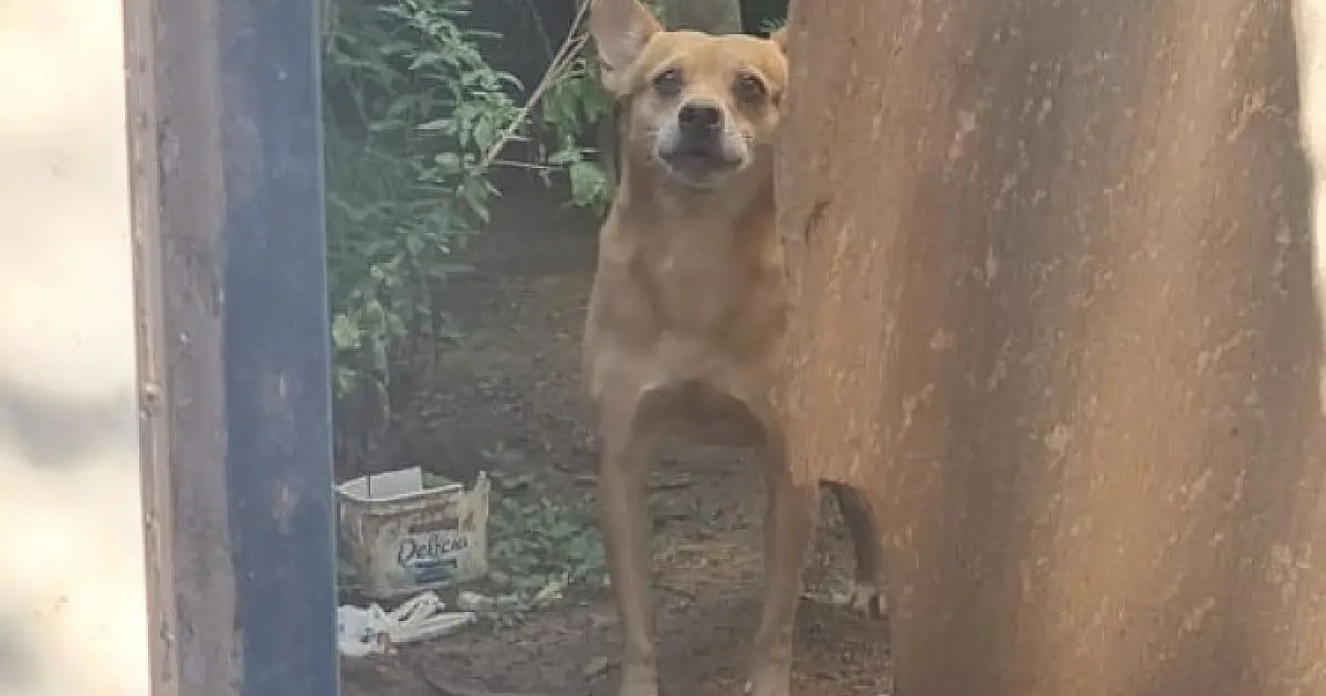 Cães são resgatados em casa abandonada após morte de morador
