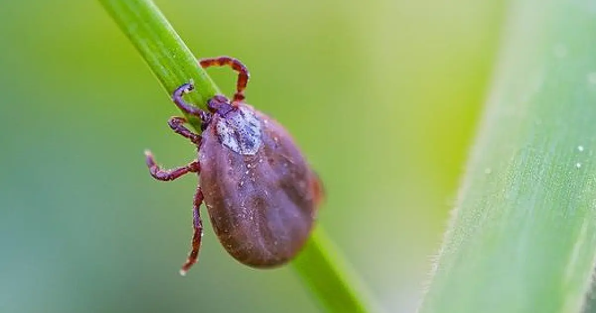 SES inicia distribuição de remédios no começo da sazonalidade da febre