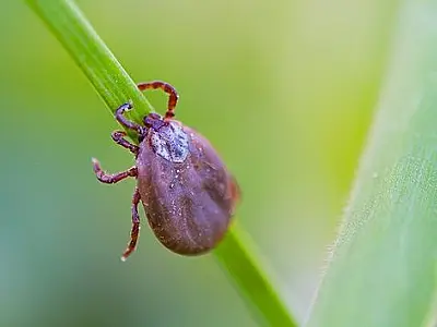SES inicia distribuição de remédios no começo da sazonalidade da febre