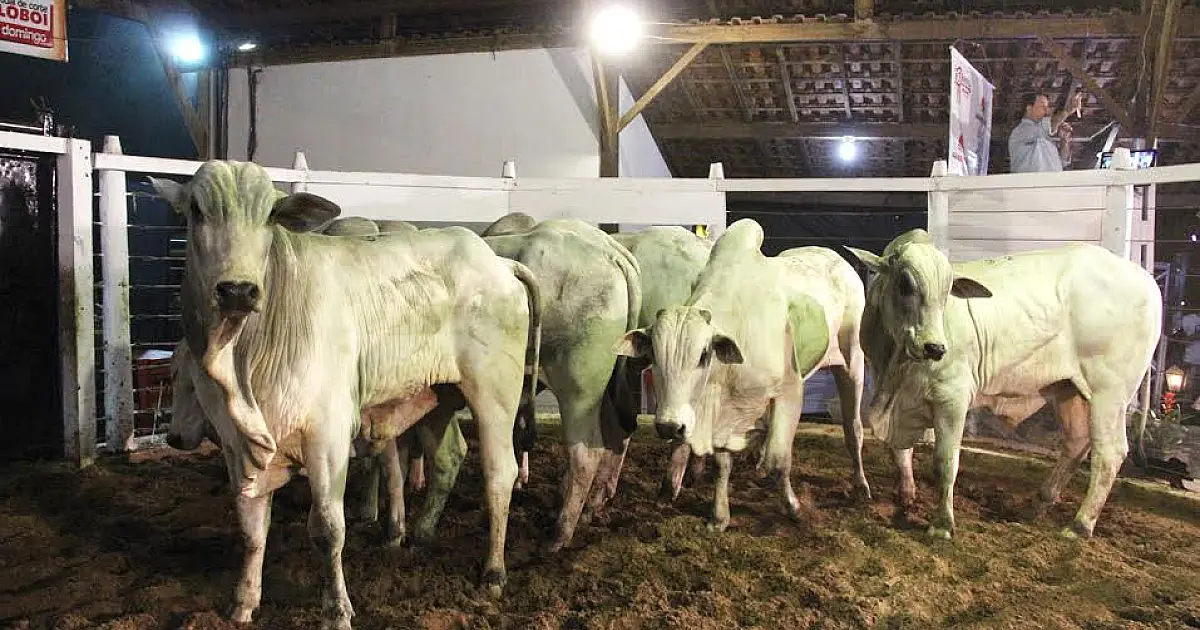 Balanço da Feapan mostra força da pecuária pantaneira com bons negócios