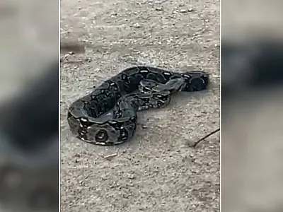 Jiboia de 2 metros é capturada em árvore de Ladário