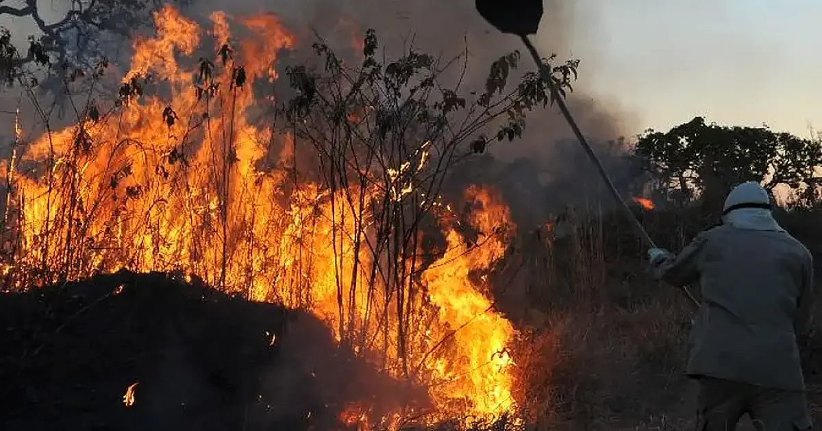 Decreto federal de emergência ambiental no Pantanal é prorrogado até fevereiro de 2025