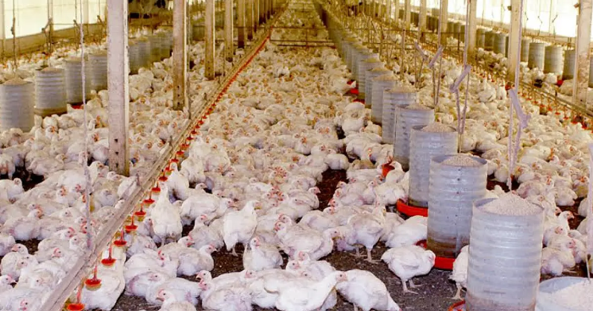MS fatura R$ 125,3 milhões de dólares com exportação de frango em 2020