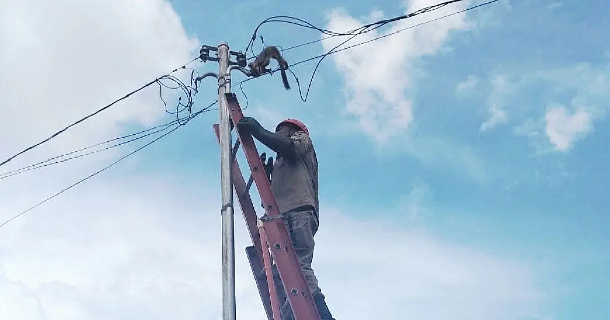 Macaco prego morre eletrocutado em padrão de energia no Guarani