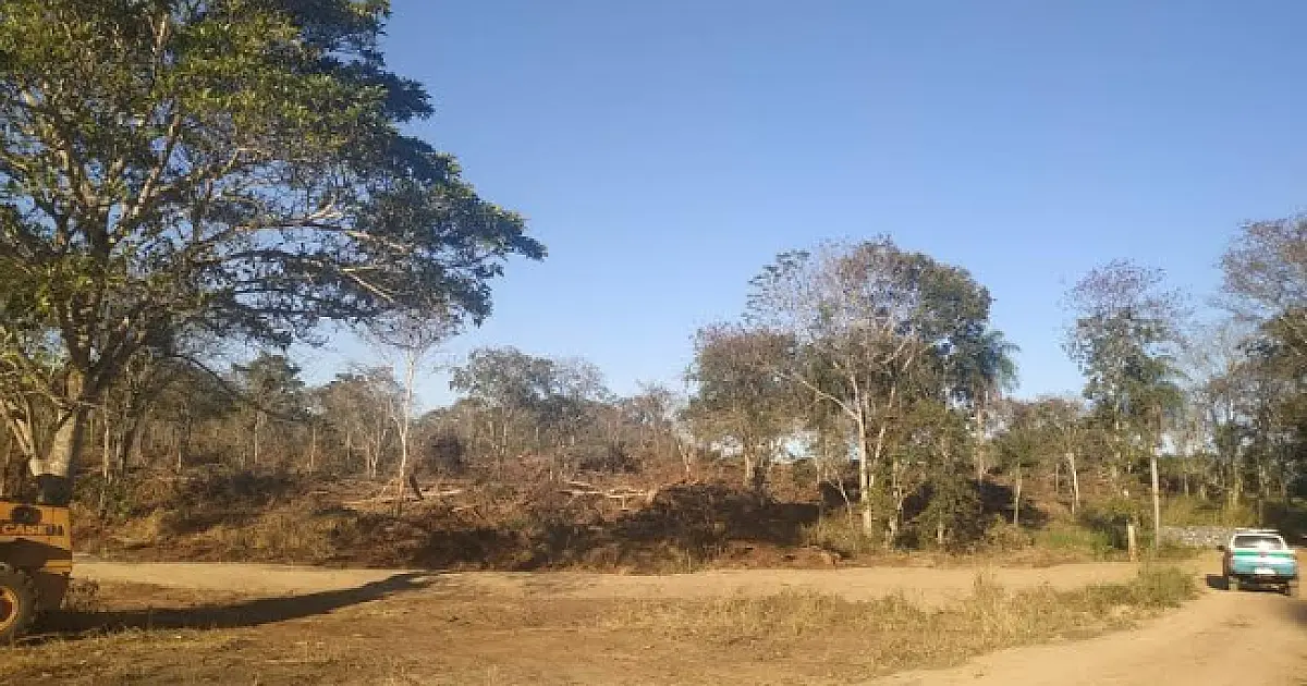 Fazendeira é multada em R$ 91,5 mil após desmatar árvores nobres no Pantanal