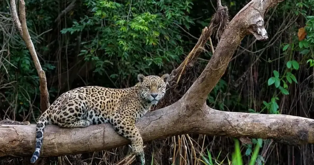 Concurso de desenho vai selecionar a nova mascote da Fundação de Meio Ambiente de Corumbá