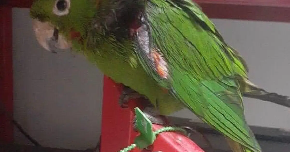 Resgate de animais silvestres, captura de jiboia e queda de árvore são destaques do Bombeiro
