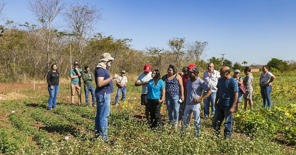 Pesquisa Embrapa incentiva o retorno do cultivo de feijão em Corumbá