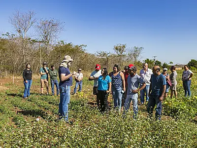 Pesquisa Embrapa incentiva o retorno do cultivo de feijão em Corumbá