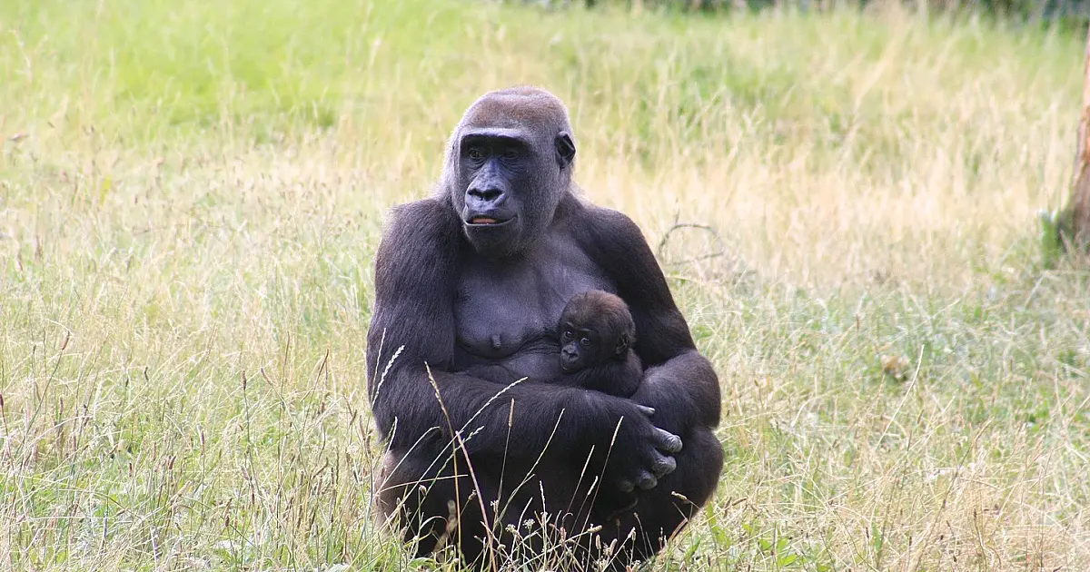 Mães do reino animal