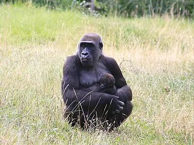 Mães do reino animal