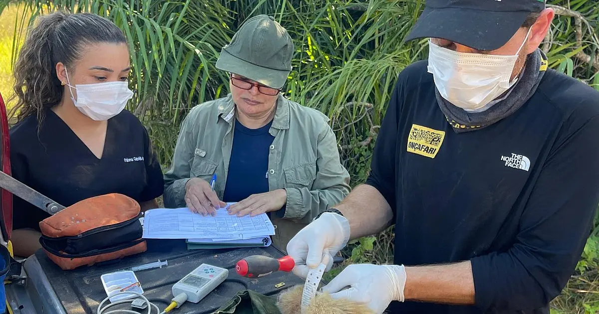 Animais silvestres reabilitados retornam ao Pantanal