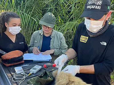 Animais silvestres reabilitados retornam ao Pantanal