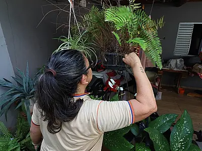 Mato Grosso do Sul registra 7.778 casos confirmados de dengue