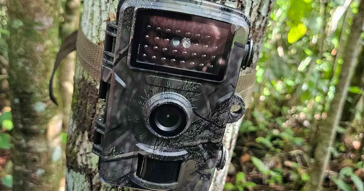 Câmeras no Pantanal vão monitorar animais e fiscalizar crimes ambientais