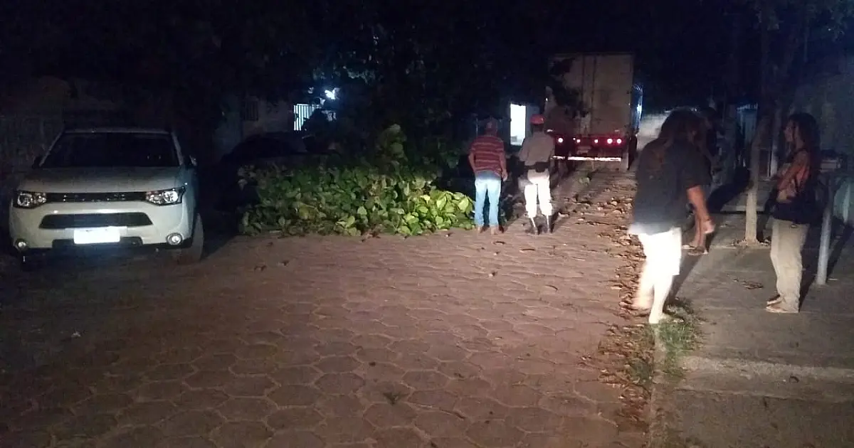 Árvore cai em cima de carro no Maria Leite