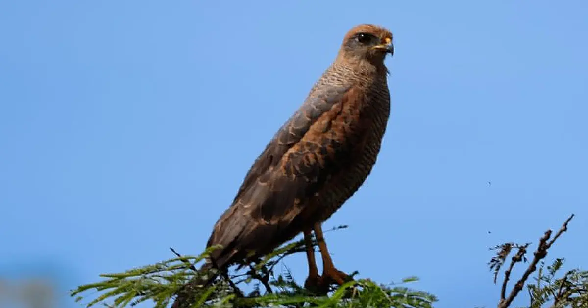 Unidades de Conservação do Imasul participam de evento mundial de observação de aves