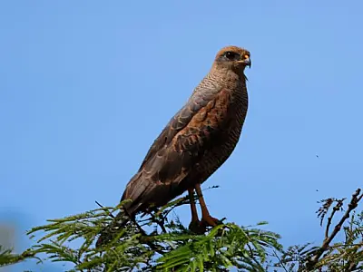 Unidades de Conservação do Imasul participam de evento mundial de observação de aves