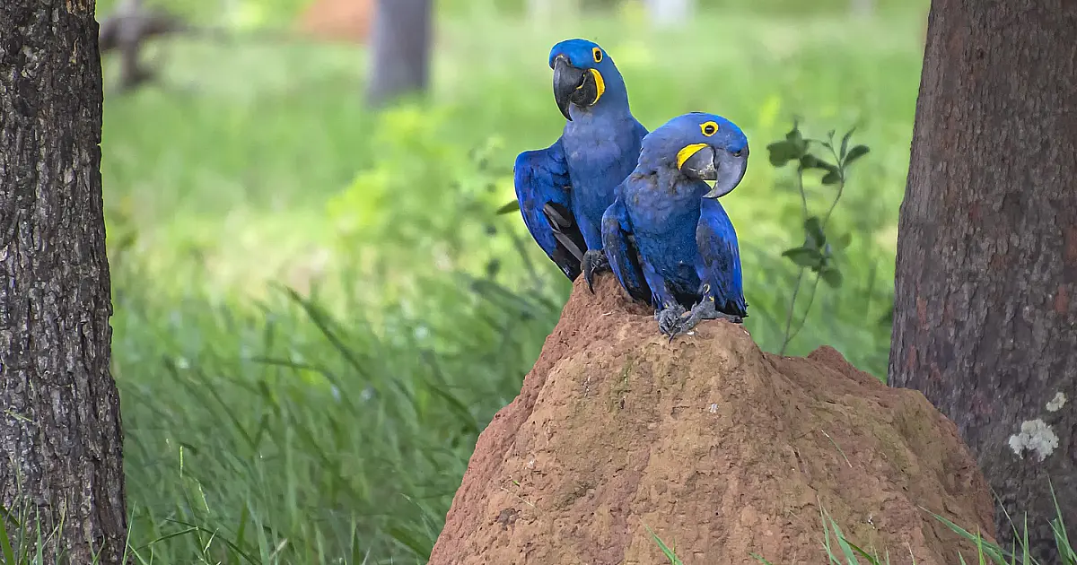 Global Big Day 2022 acontece dia 14 com observação de aves no mundo todo; MS participa