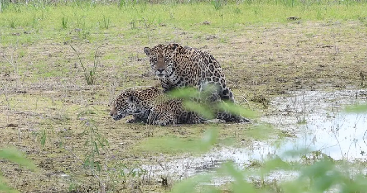 Símbolo nacional da biodiversidade ainda enfrenta desafios para conservação